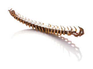 dead body of a giant size centipede on a white background