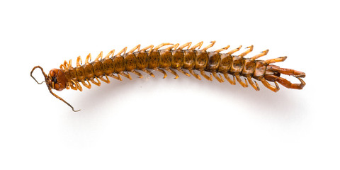 dead body of a giant size centipede on a white background