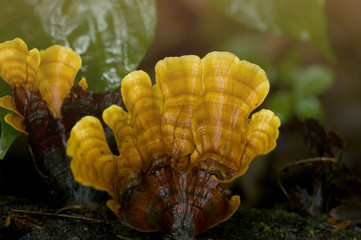 Mushrooms in tropical rain forest