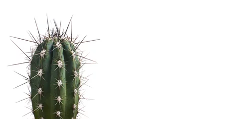Fotobehang Cactus Sappige cactus geïsoleerd op witte achtergrond