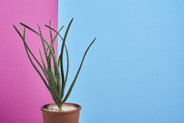 Succulent in pot over purple and blue background