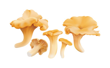 Chanterelle ( Cantharellus cibarius ) edible wild mushrooms. Realistic vector illustration on white background.
