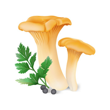 Chanterelle ( Cantharellus cibarius ) edible wild mushrooms, parsley,  black pepper. Realistic vector illustration on white background.
