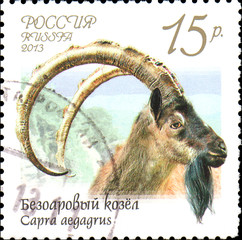 RUSSIA - CIRCA 2013: Postage stamp, printed in Russia, shows bezoar goat (Capra aegagrus), series...