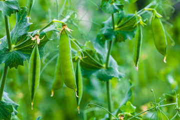 Selective focus on fresh bright green pea pods on a pea plants in a garden. Growing peas outdoors...