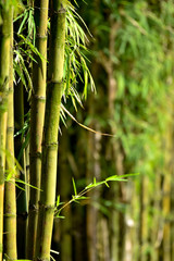 Fototapeta na wymiar Green Bamboo Background