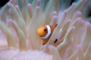 クマノミとイソギンチャク