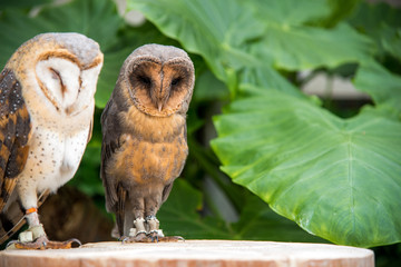 木に座るふくろう