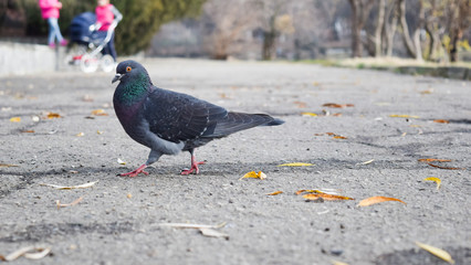 gray pigeon walking in the Park area