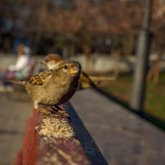 Eurasian Tree Sparrow or Passer montanus. Common bird isolated standing on red board. True...