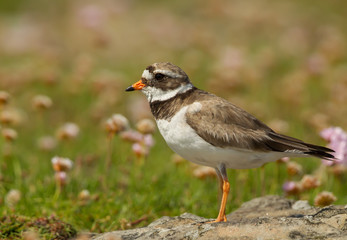 Ringed plover (Charadrius hiaticula) on a coastal area of Noss island, Scotland. Plover standing on a stone surrounded by pink thrift flowers.