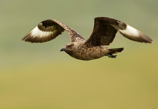 Great skua known as bonxie in flight against green background, Noss island, Scotland.