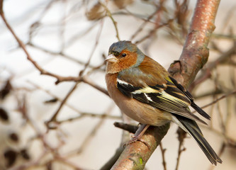 Common chaffinch perching in a tree in a natural habitat in autumn.