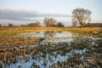 Flooded meadow and trees