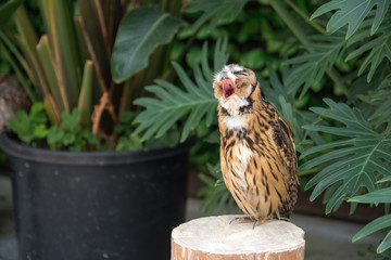 木に座るふくろう