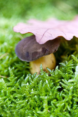 boletus in moss - mushroom picking - forest and wood