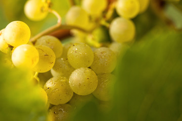 white wine berry in wine field
