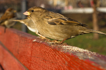 Eurasian Tree Sparrow or Passer montanus. Common bird isolated standing on red board. True sparrows, or Old World sparrows