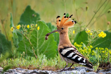 The hoopoe (Upupa epops) is on the ground with prey in beak. © Tatiana