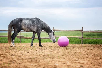 Foto op Plexiglas Horse playing with a big pink ball © Osetrik