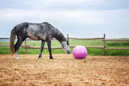 Horse playing with a big pink ball