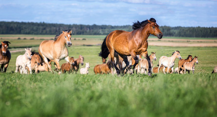 Naklejka na ściany i meble Herd of running horses on a summer meadow