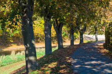 Road in autumn park yellow trees in autumn Park