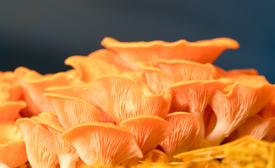 Pleurotus djamor mushrooms grow on substrate