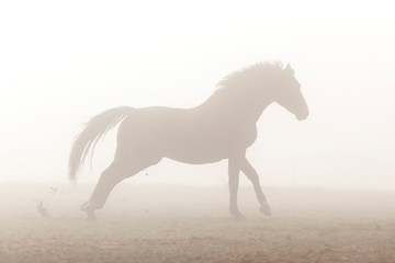 Obraz na płótnie Canvas Mustang im Nebel