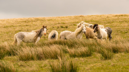 Wild horses on a grey and windy day near Foel Eryr, Clynderwen, Pembrokeshire, Dyfed, Wales, UK