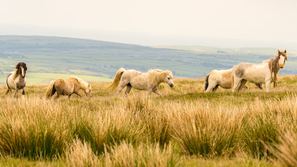 Naklejka na ściany i meble Wild horses on a grey and windy day near Foel Eryr, Clynderwen, Pembrokeshire, Dyfed, Wales, UK