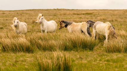 Obraz na płótnie Canvas Wild horses on a grey and windy day near Foel Eryr, Clynderwen, Pembrokeshire, Dyfed, Wales, UK