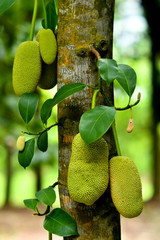 The jackfruit (Artocarpus heterophyllus)