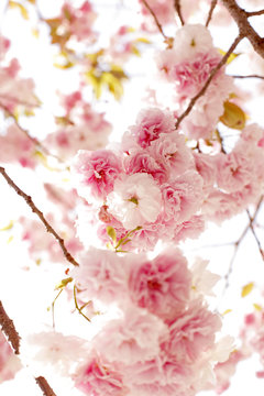 Natural Pink Cherry Blossoms on a Tree, white Background