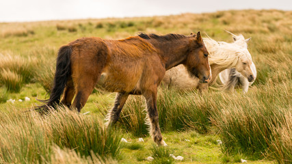 Wild horses on a grey and windy day near Foel Eryr, Clynderwen, Pembrokeshire, Dyfed, Wales, UK