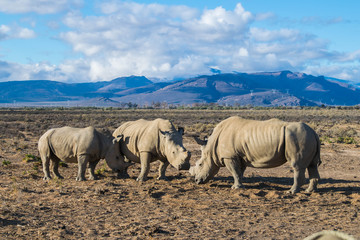 Rhinos in Cape Town Safari