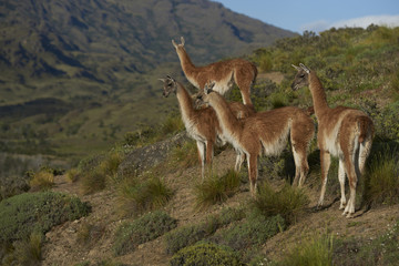 Group of Guanaco (Lama guanicoe) standing on a hillside in Valle Chacabuco, northern Patagonia, Chile.