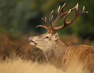 Close up of red deer stag during the rut, England.