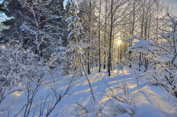 Sunset in the winter forest