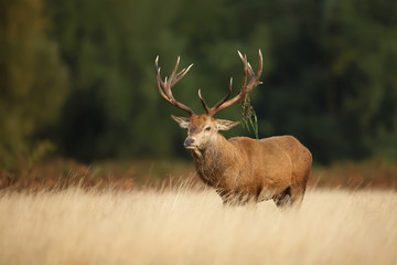Red Deer stag with a blade of grass on antlers standing in the tall yellow grass during rutting season in autumn.