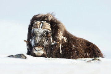 Close up of a musk ox with frosted hair lying on snow on a very cold winter day in Norway. - obrazy, fototapety, plakaty