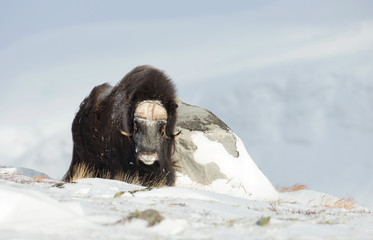 Male musk ox standing in the mountains of Dovrefjell in tough winter conditions in Norway - obrazy, fototapety, plakaty