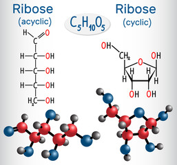 Linear form (acyclic) of ribose and ribose (cyclic form) molecules, they are monosaccharides.  Structural chemical formula and molecule model