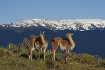 Naklejka na ściany i meble Group of Guanaco (Lama guanicoe) standing on a hillside in Valle Chacabuco, northern Patagonia, Chile.