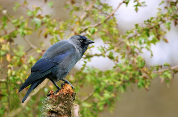 Jackdaw Coloeus monedula perching on a tree branch, UK.