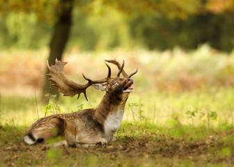 Fallow deer (Dama dama) stag lying on the ground and bellowing during a rutting season in autumn, UK.