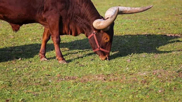 Ankole-Watusi is a modern American breed of domestic cattle.