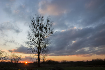 Obraz premium Tall tree and clouds at sunset