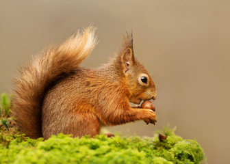 Red Squirrel eating nuts on a mossy log against clear background on the forest in Scotland, UK.