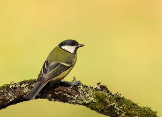 Great tit perching on a tree branch against green background.